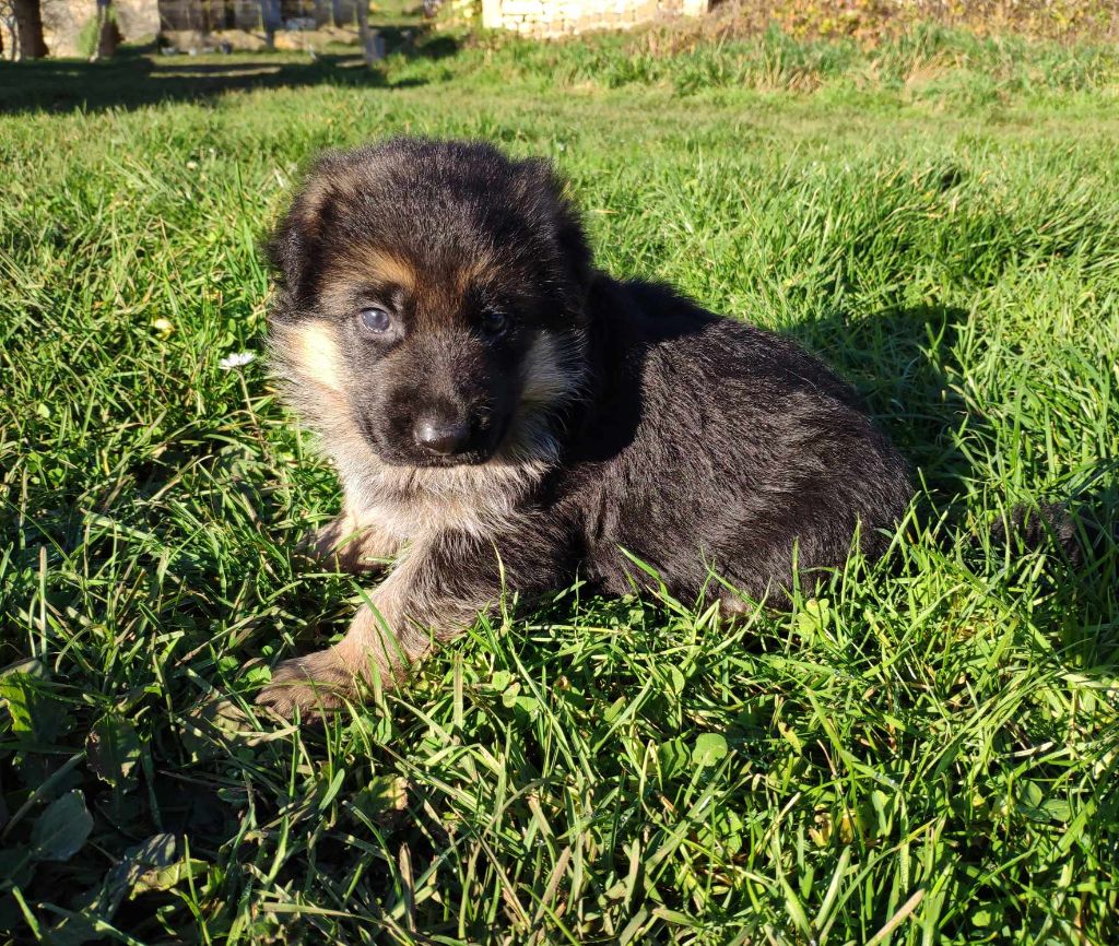 Des Seigneurs Du Clain - Chiot disponible  - Berger Allemand