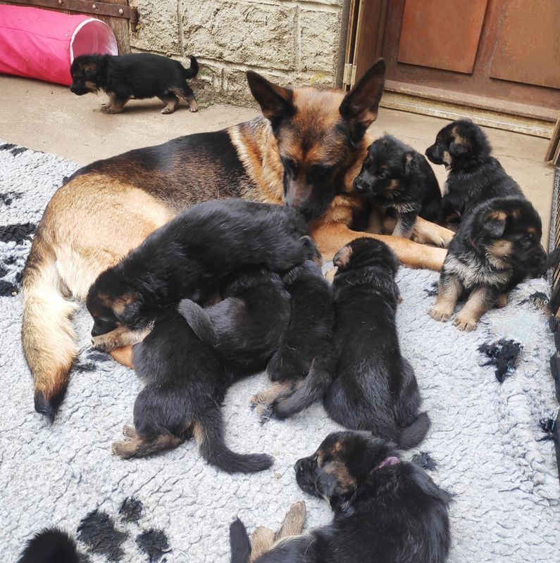 chiot Berger Allemand Des Seigneurs Du Clain