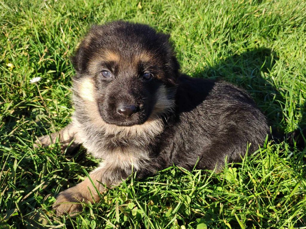 Des Seigneurs Du Clain - Chiot disponible  - Berger Allemand