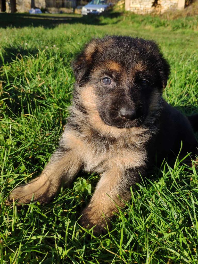 Des Seigneurs Du Clain - Chiot disponible  - Berger Allemand