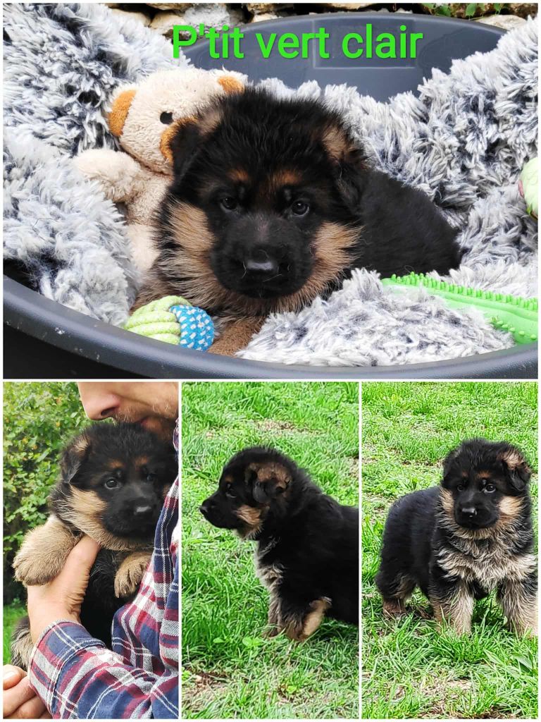 Des Seigneurs Du Clain - Chiots disponibles - Berger Allemand