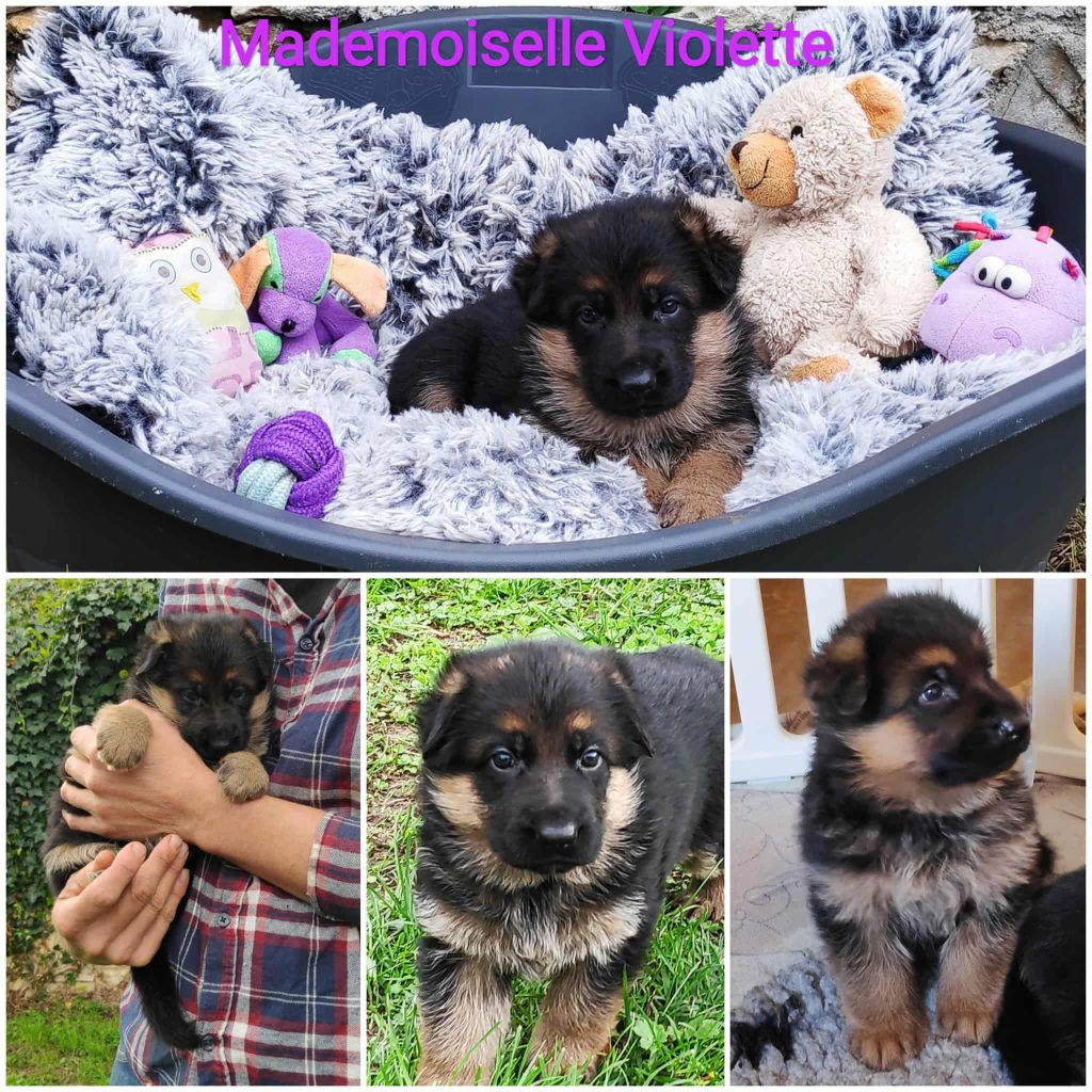 Des Seigneurs Du Clain - Chiots disponibles - Berger Allemand