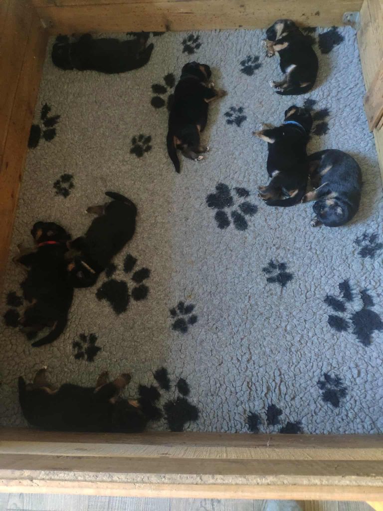 Des Seigneurs Du Clain - Chiots disponibles - Berger Allemand