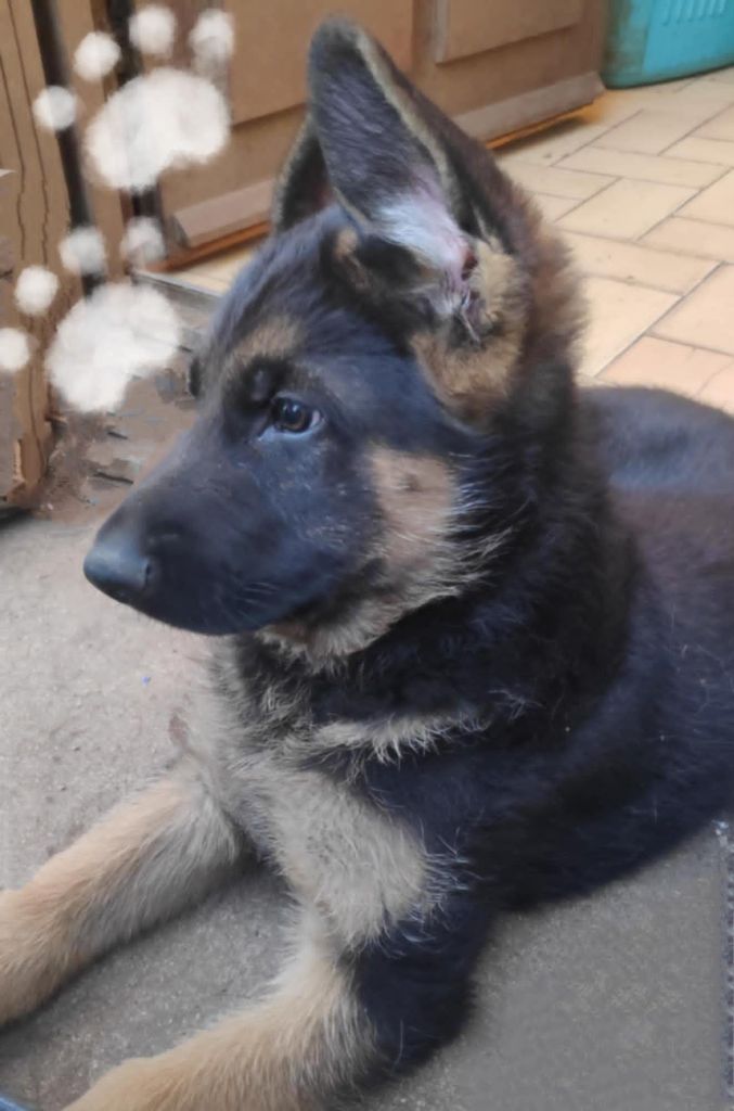 Des Seigneurs Du Clain - Chiots disponibles - Berger Allemand