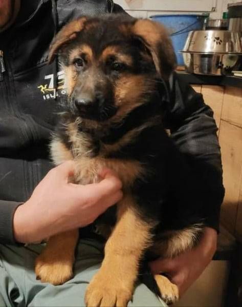 Des Seigneurs Du Clain - Berger Allemand - Portée née le 28/08/2025