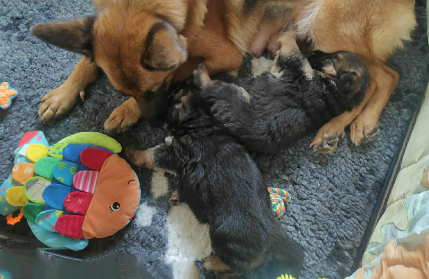 Chiot Berger Allemand Des Seigneurs Du Clain