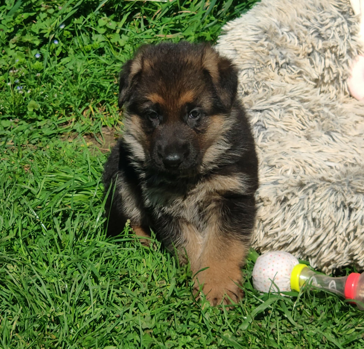 Des Seigneurs Du Clain - Chiots disponibles - Berger Allemand
