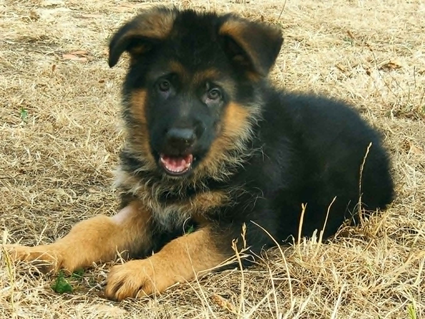 Des Seigneurs Du Clain - Chiots disponibles - Berger Allemand
