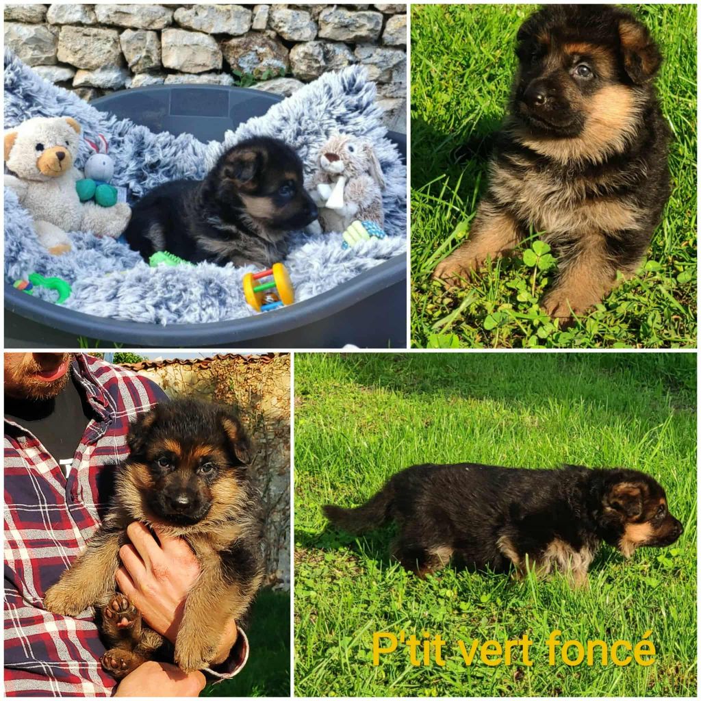 Des Seigneurs Du Clain - Chiots disponibles - Berger Allemand