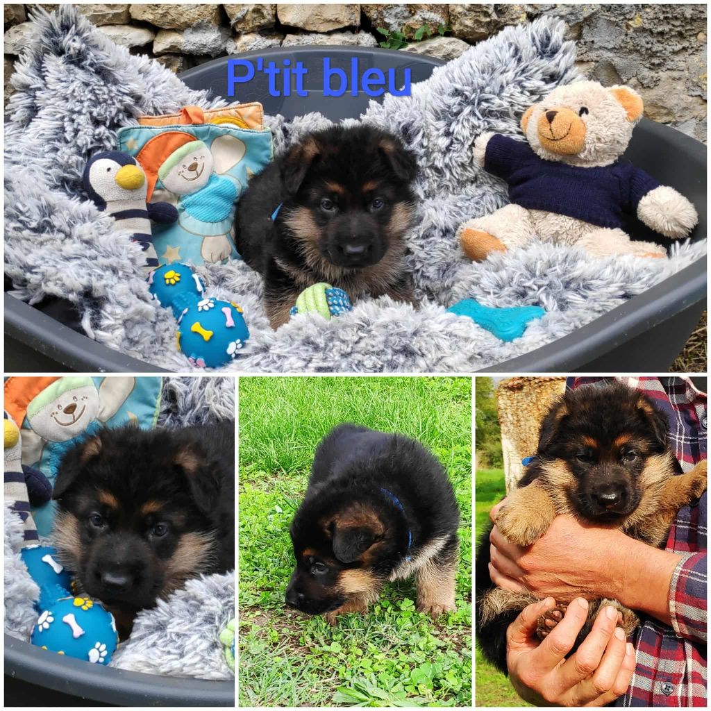 Des Seigneurs Du Clain - Chiots disponibles - Berger Allemand