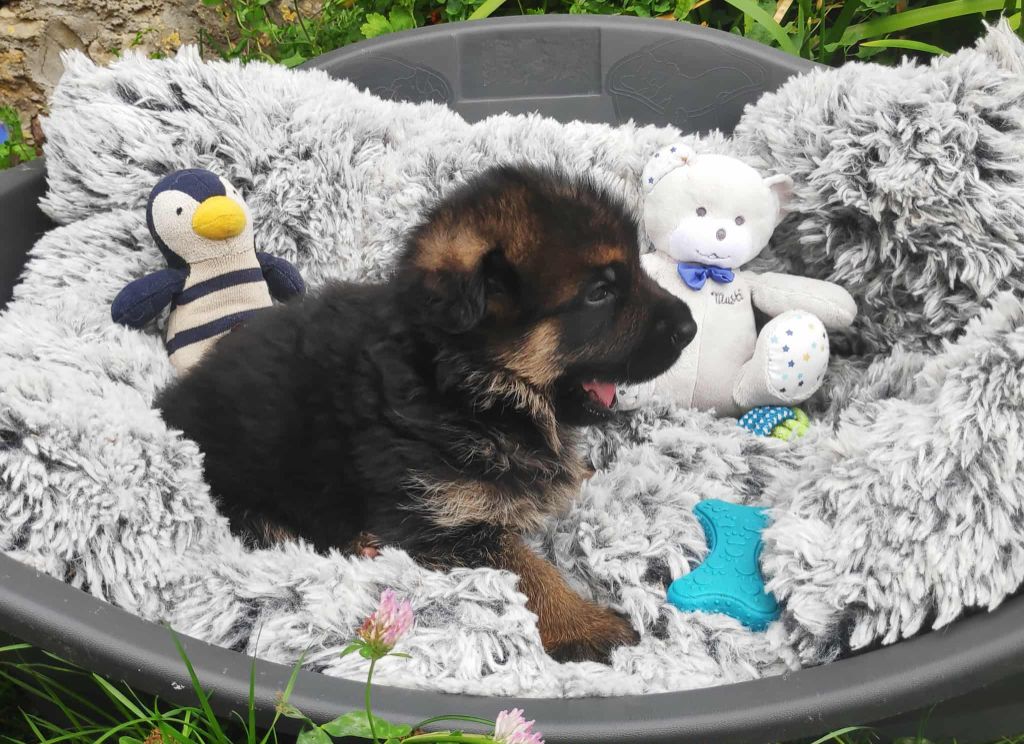 Des Seigneurs Du Clain - Chiots disponibles - Berger Allemand