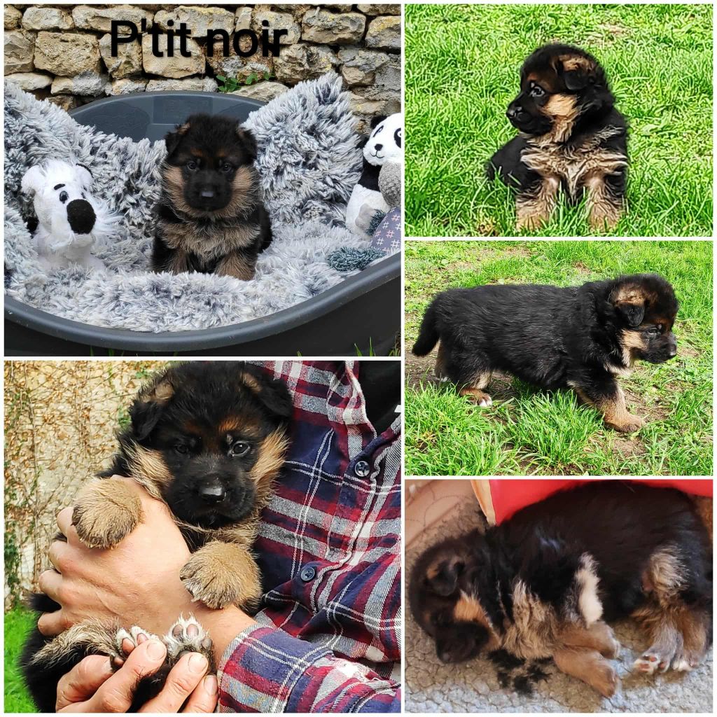 Des Seigneurs Du Clain - Chiots disponibles - Berger Allemand