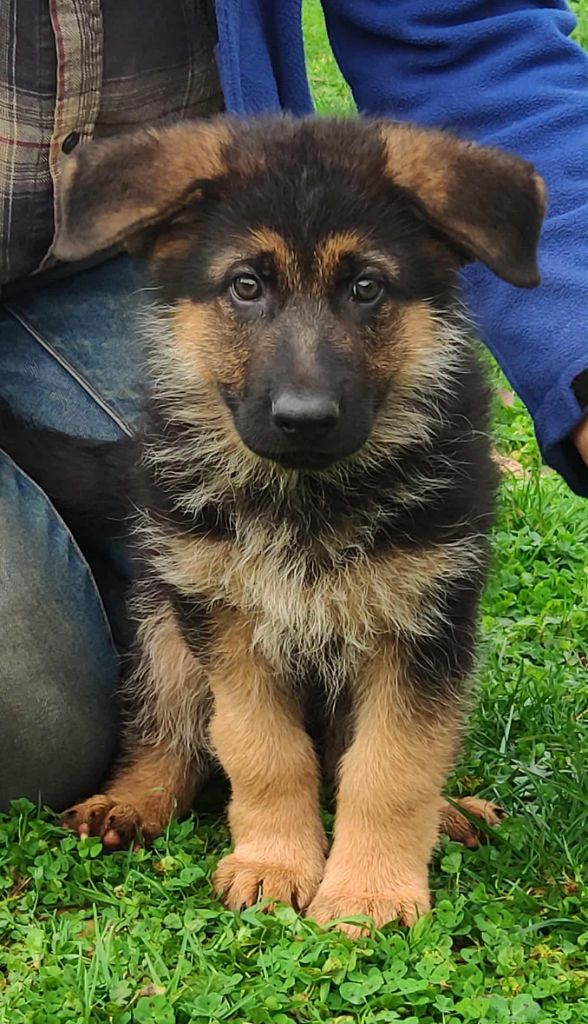 Des Seigneurs Du Clain - Chiots disponibles - Berger Allemand