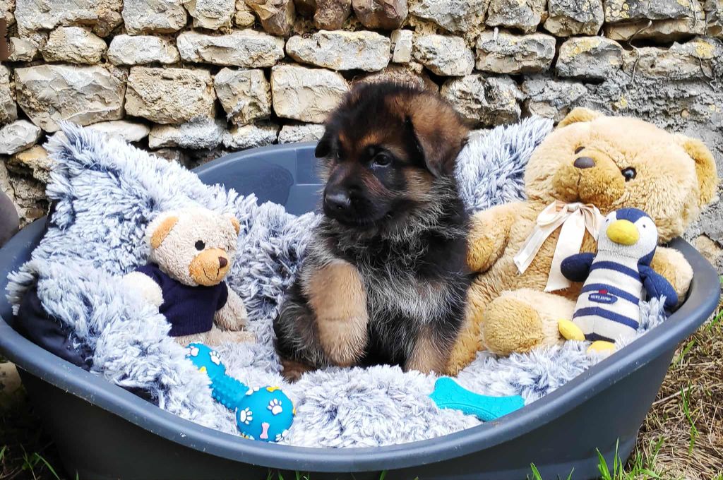 Des Seigneurs Du Clain - Chiots disponibles - Berger Allemand
