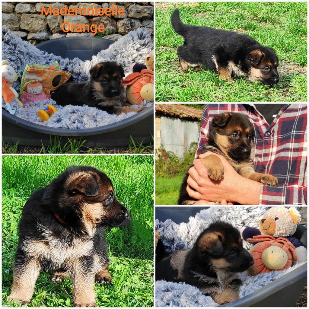 Des Seigneurs Du Clain - Chiots disponibles - Berger Allemand