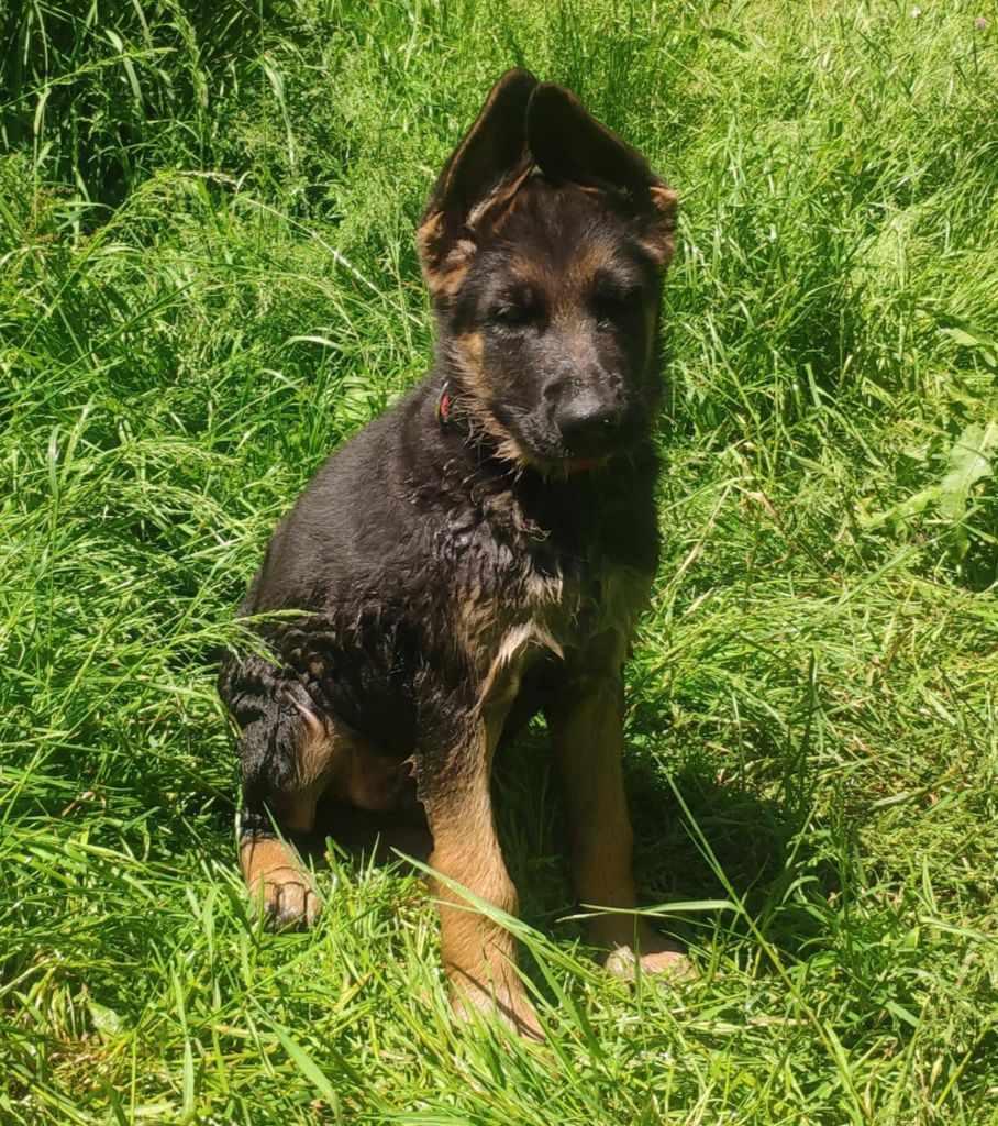 Des Seigneurs Du Clain - Chiots disponibles - Berger Allemand