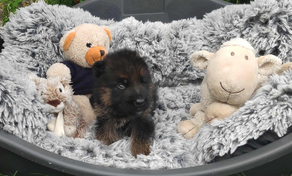 Des Seigneurs Du Clain - Chiots disponibles - Berger Allemand