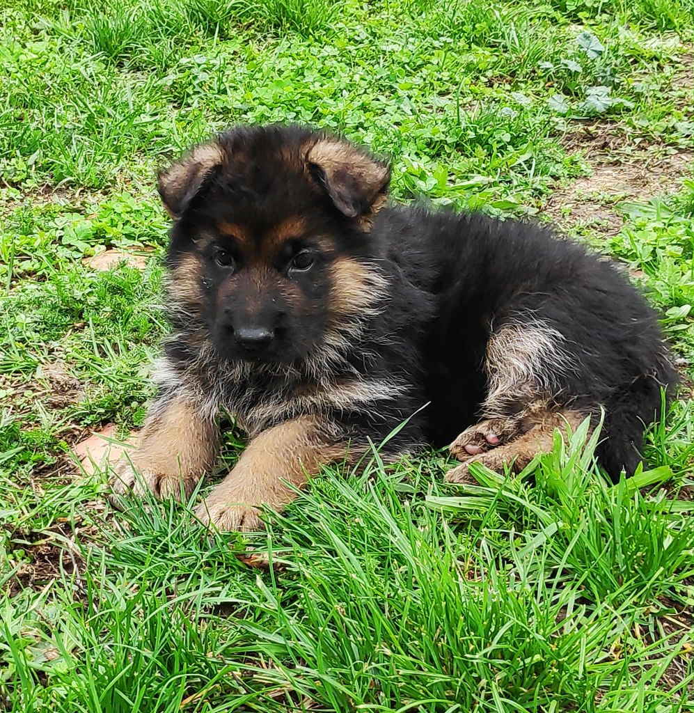 Des Seigneurs Du Clain - Chiots disponibles - Berger Allemand